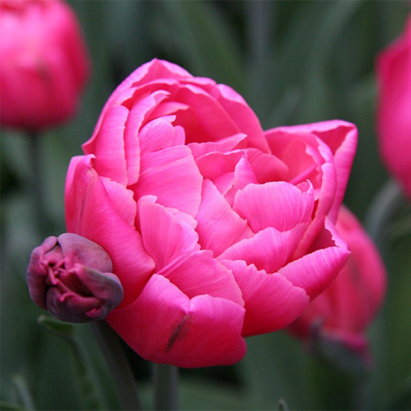 Tulipán doble de flor tardía Sunset Tropical (Floración)