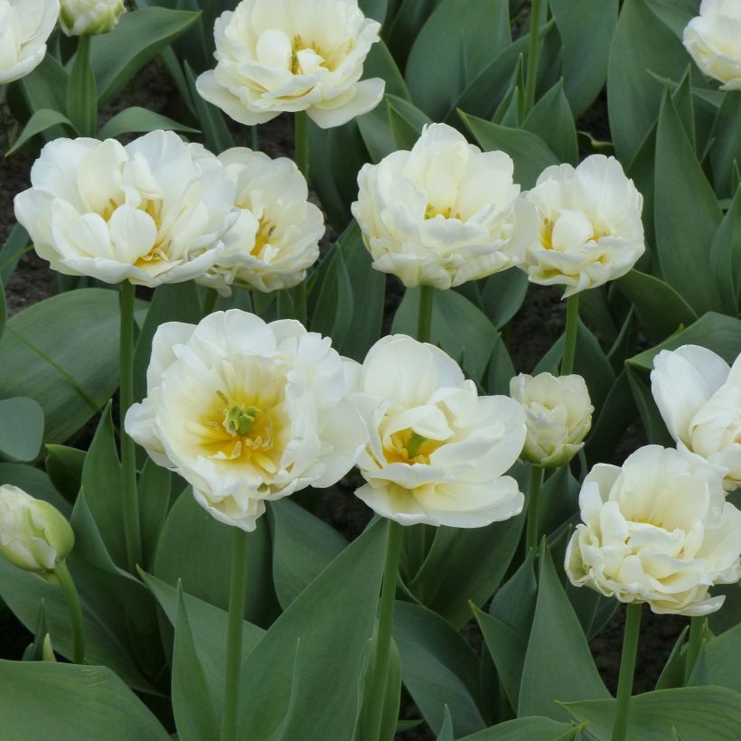 Tulipán doble tardío Cool  (Porte)
