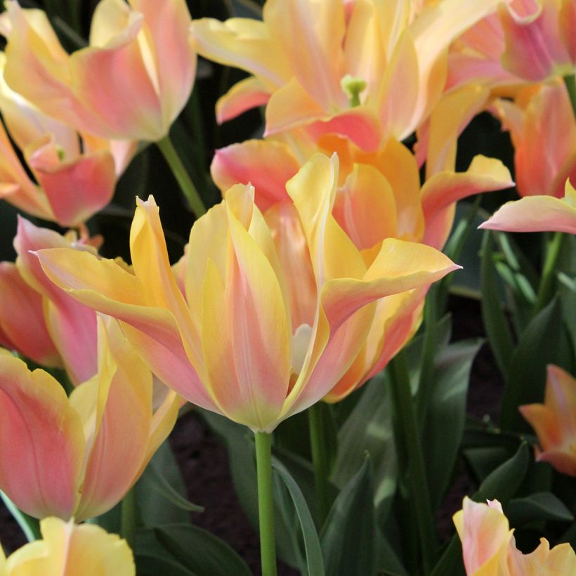 Tulipán flor de lis Marianne (Floración)