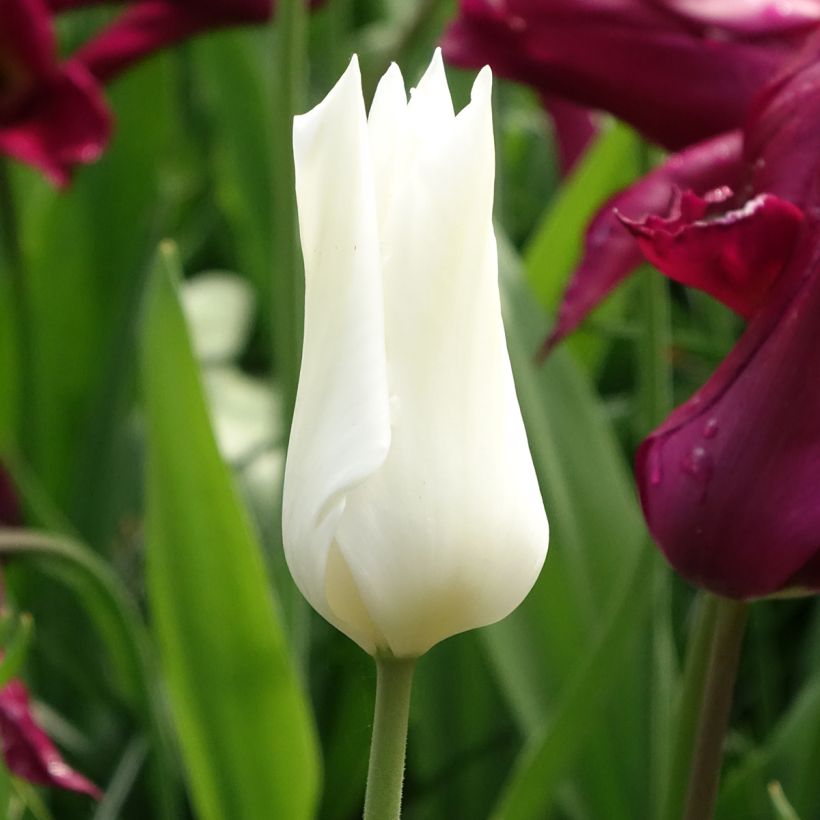 Tulipán flor de lis White Triumphator (Floración)