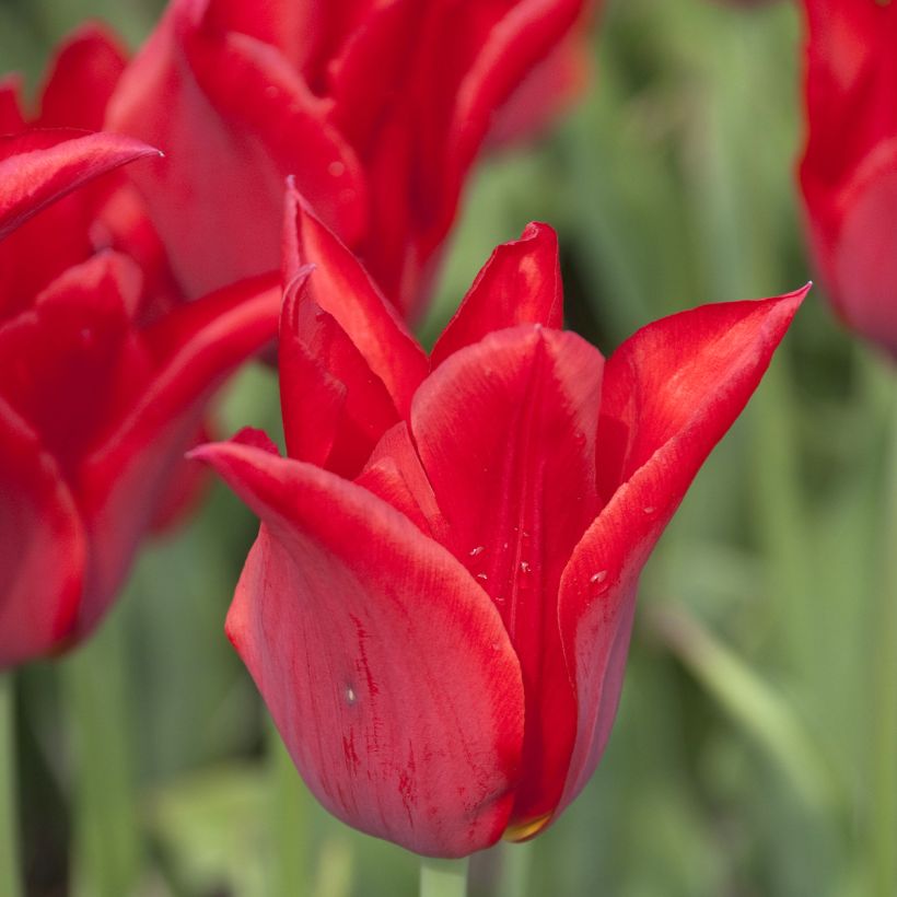 Tulipán flor de lis Moneymaker (Floración)
