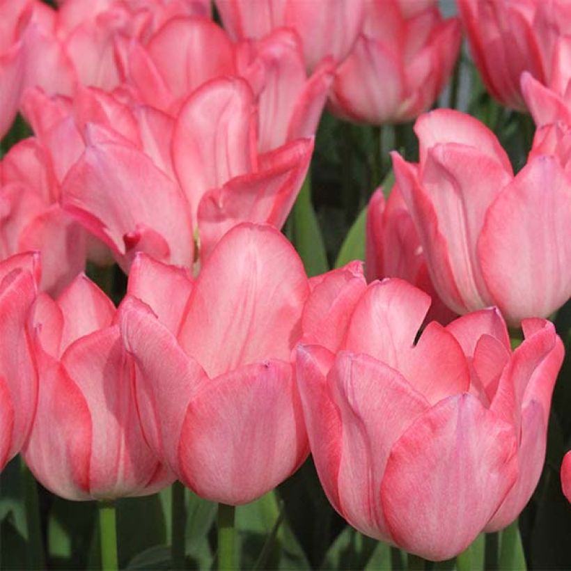 Tulipán simple de flor temprana Christmas Pearl (Floración)