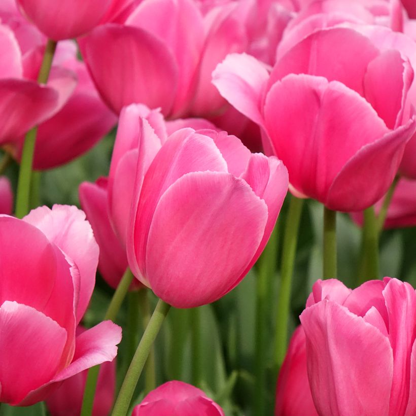 Tulipán Triunfo Barcelona (Floración)