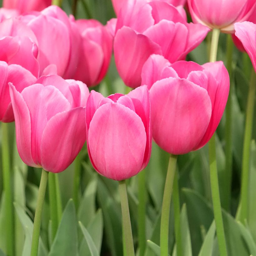 Tulipán Triunfo Barcelona (Porte)