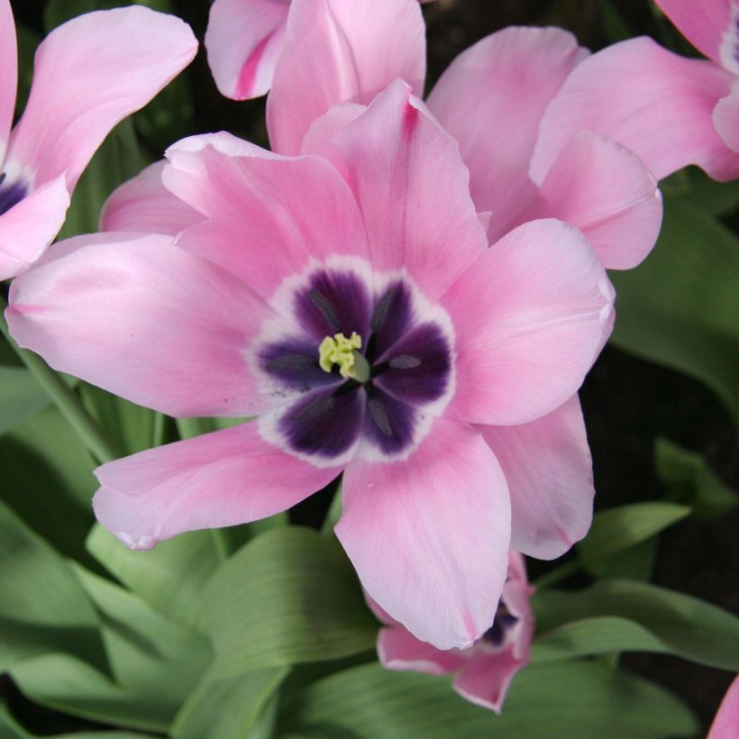 Tulipán Triunfo Capri Rose (Floración)
