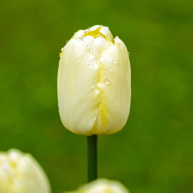 Tulipán Triunfo Creme Flag (Floración)