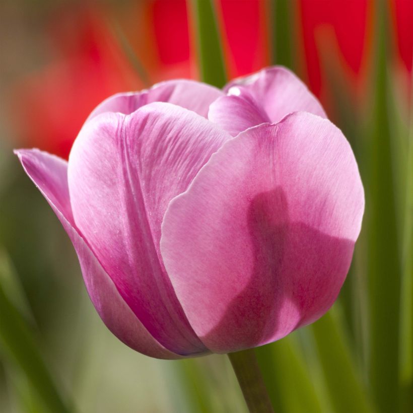 Tulipán Triunfo Dreaming Maid (Floración)