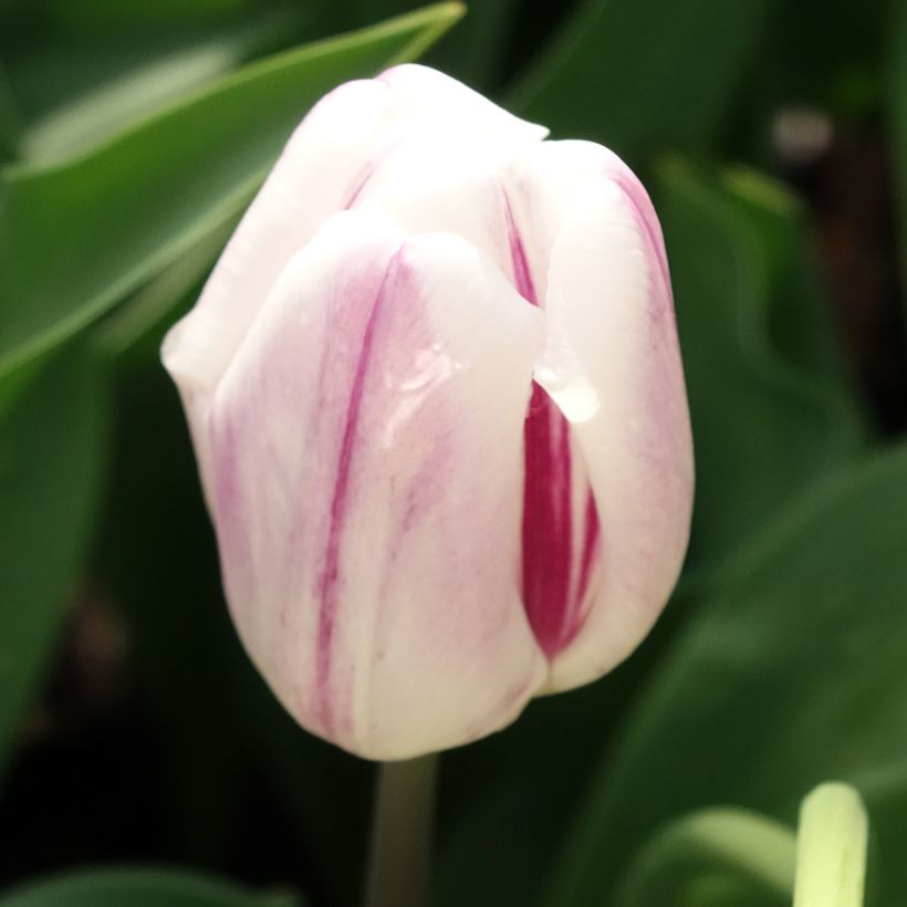Tulipán Triunfo Flaming Flag (Floración)