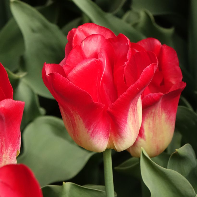 Tulipán Triunfo Match (Floración)