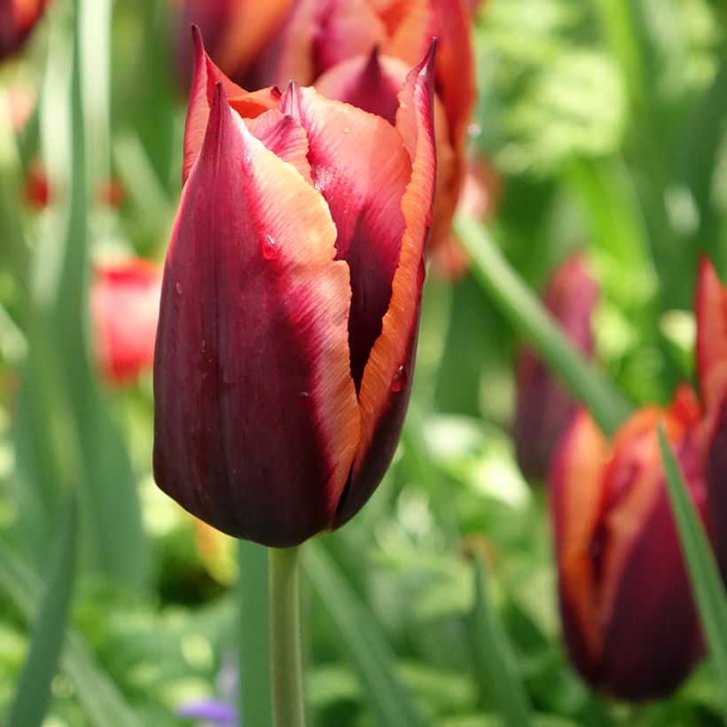 Tulipán Triunfo Muvota (Floración)