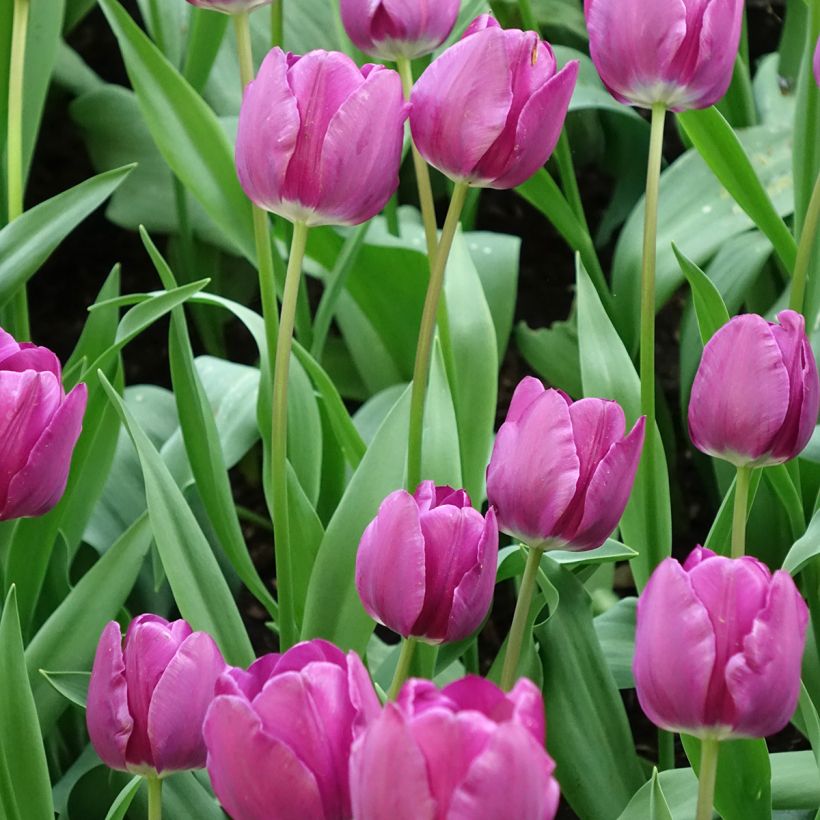 Tulipán Triunfo Negrita (Floración)