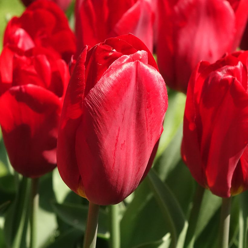 Tulipán Triunfo Strong Love (Floración)