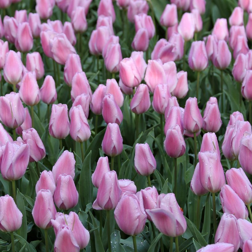 Tulipán Triunfo Synaeda Amor (Floración)