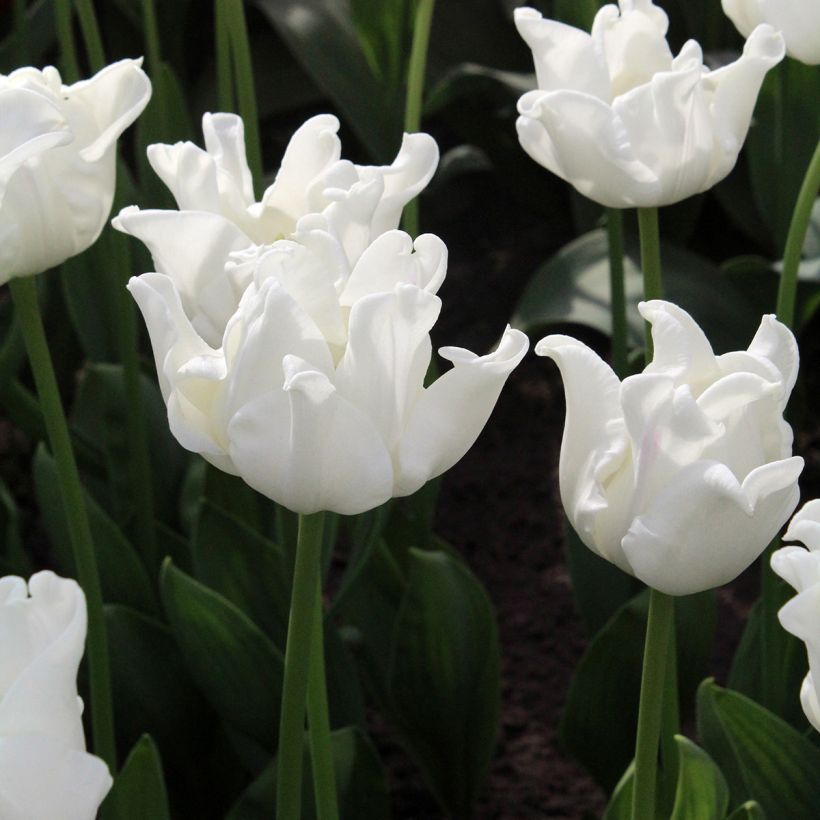 Tulipán Triunfo White Liberstar (Floración)