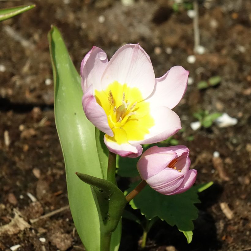 Tulipa bakeri Lilac Wonder (Floración)