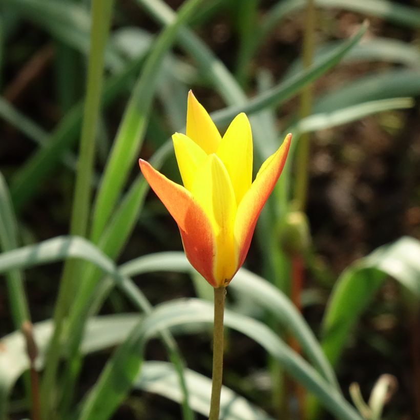 Tulipa clusiana var. chrysantha Tubergen's Gem (Floración)