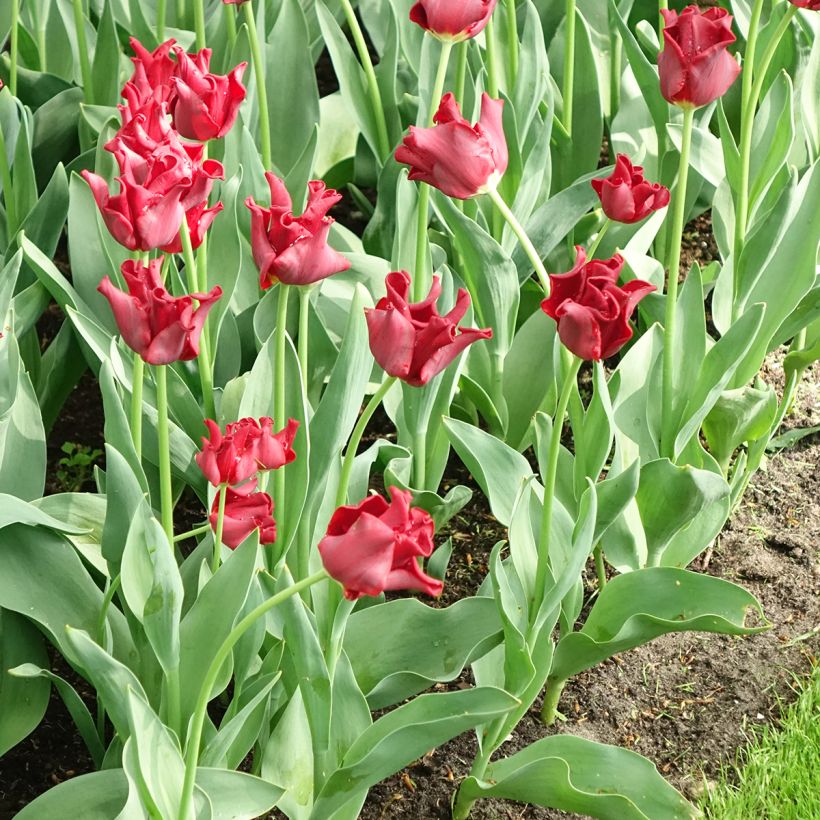 Tulipán Red Dress (Floración)