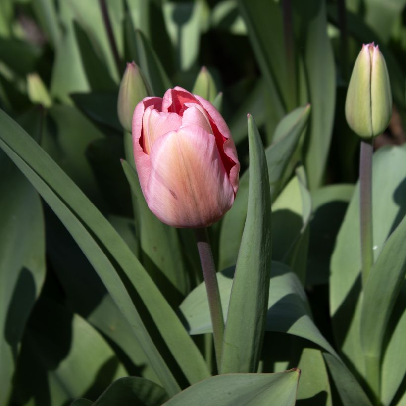 Tulipán híbrido Darwin Pink Impression (Floración)
