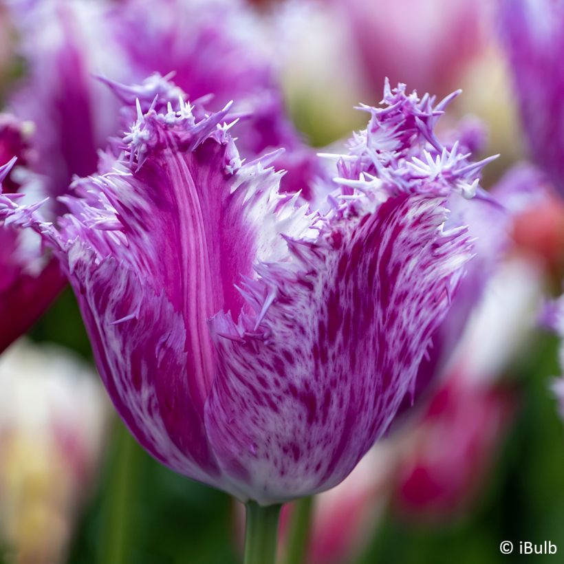 Tulipán dentado Purple Circus (Floración)