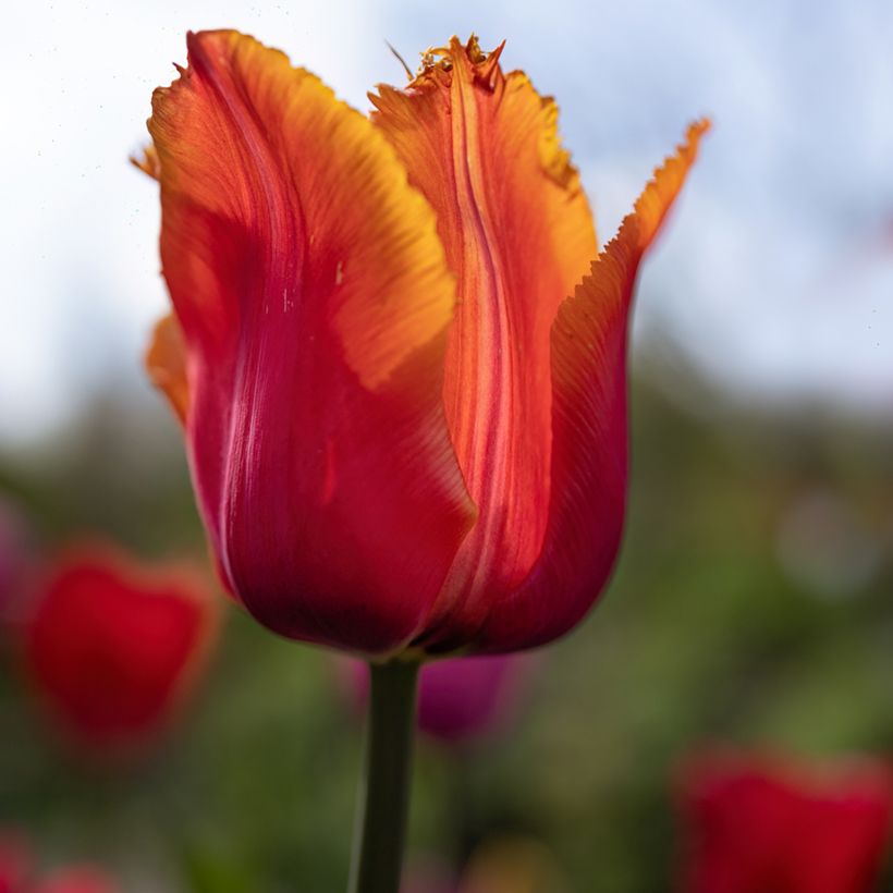 Tulipán dentado Louvre Naranja - bulbos (Floración)