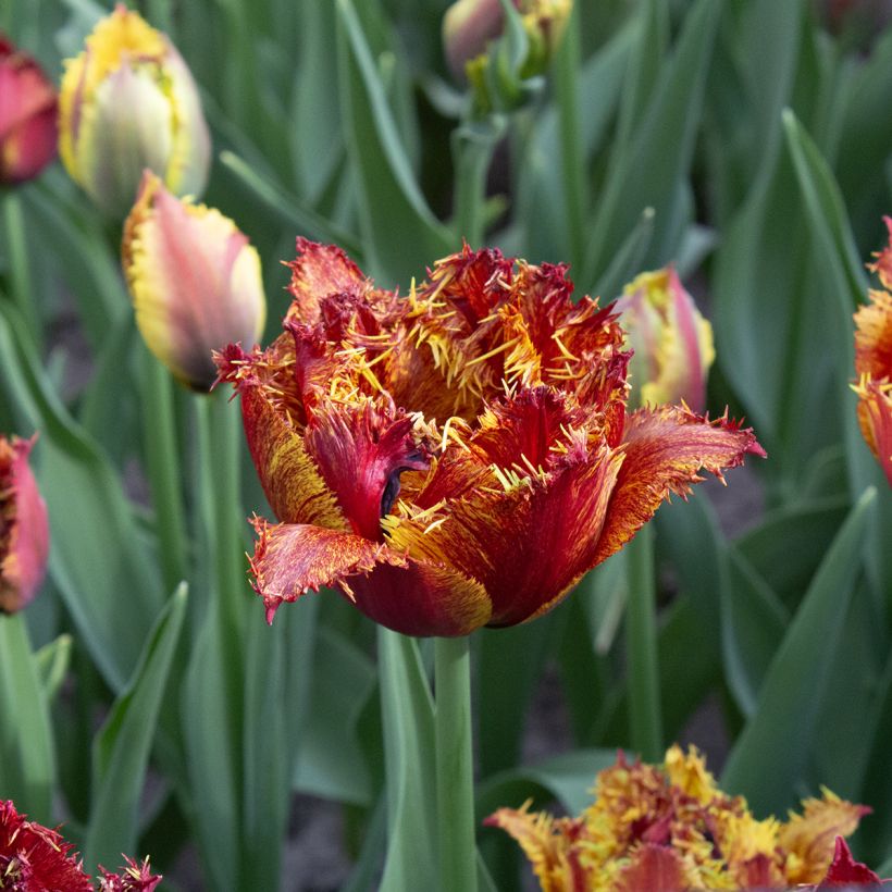 Tulipán dentado Bastia (Floración)