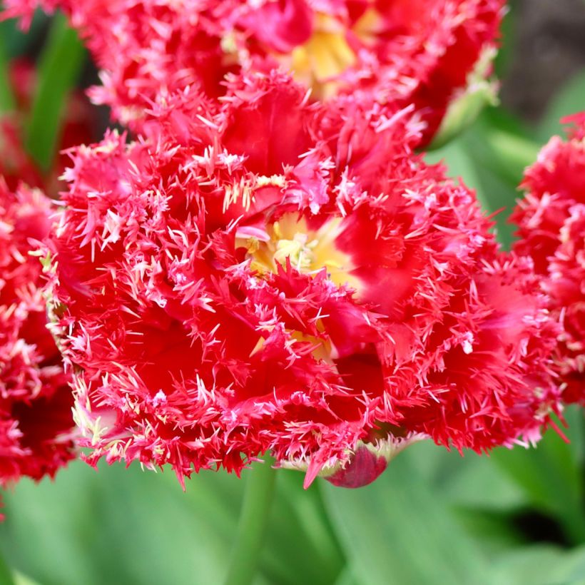 Tulipán dentado Qatar (Floración)