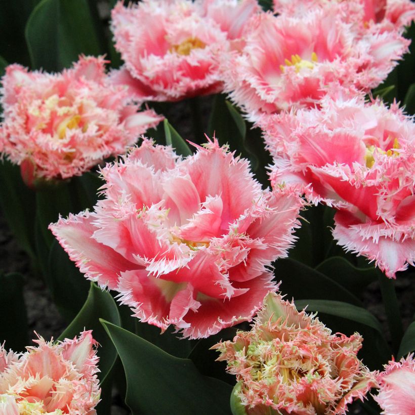 Tulipán dentado Queensland (Floración)