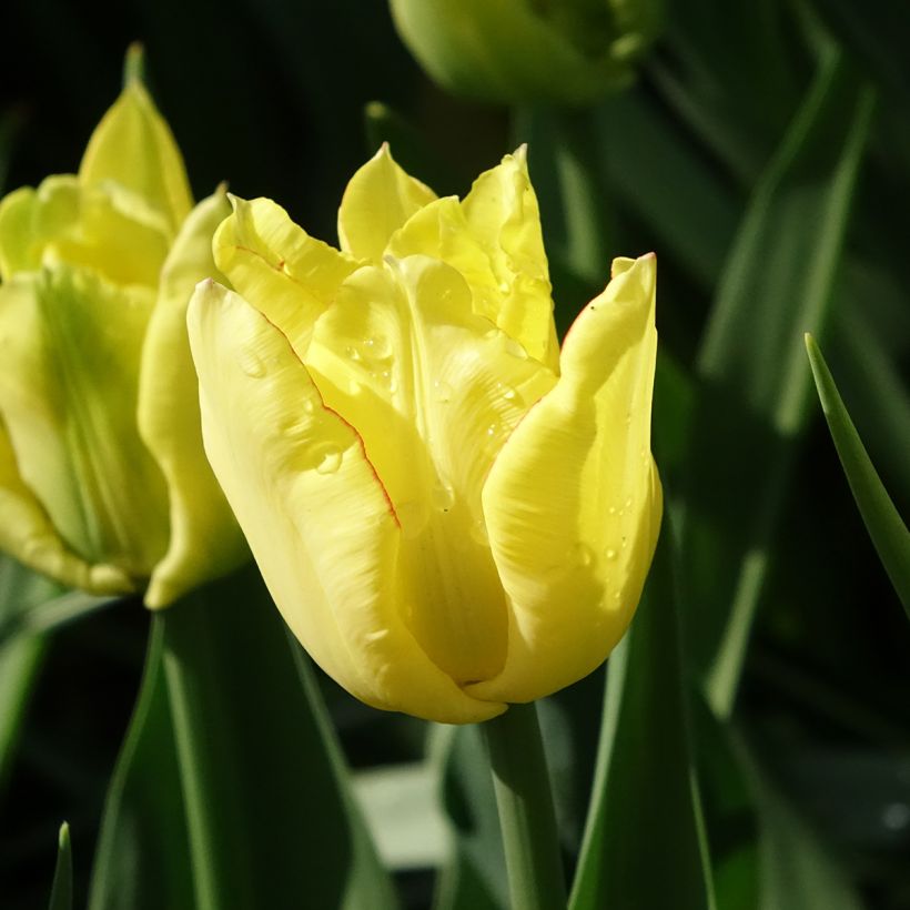 Tulipán doble de flor temprana Aquilla (Floración)