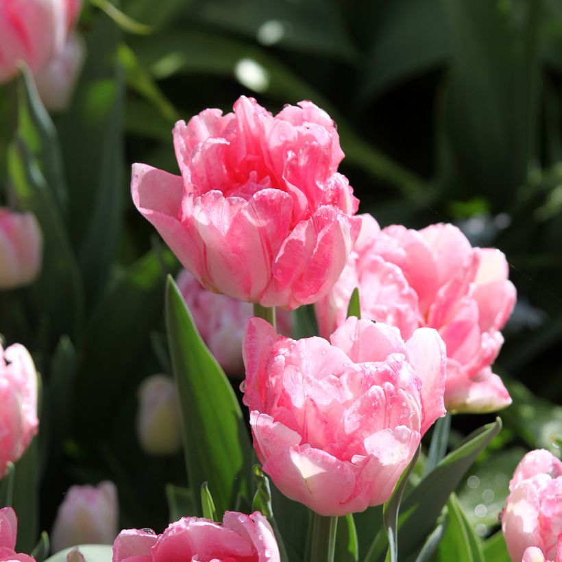 Tulipán doble de flor temprana Foxtrot (Floración)