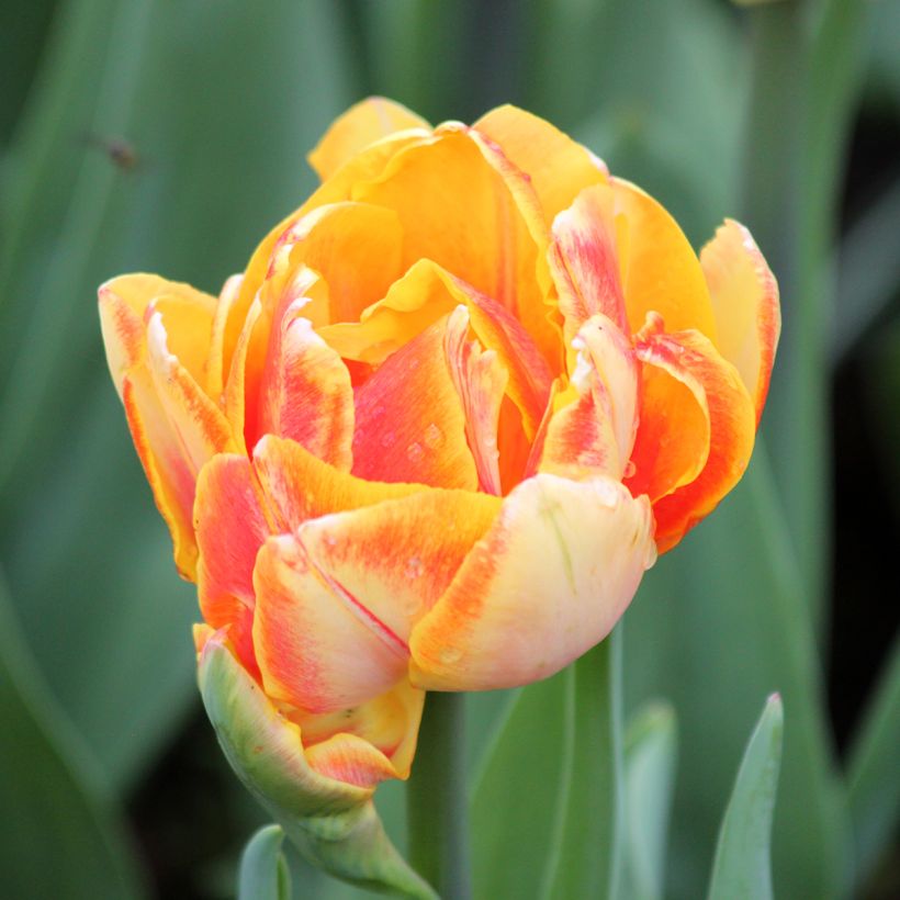 Tulipán doble de flor temprana Foxy Foxtrot (Floración)