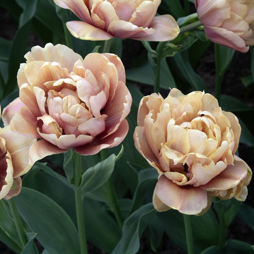Tulipán doble de flor temprana La Belle Epoque (Floración)