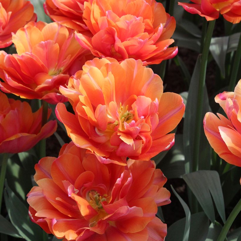 Tulipán doble de flor temprana Orca (Floración)