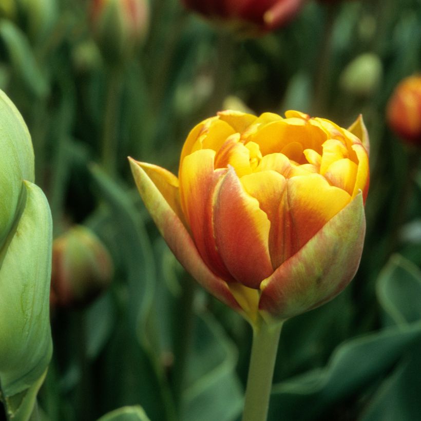 Tulipán doble tardío Bonanza (Floración)