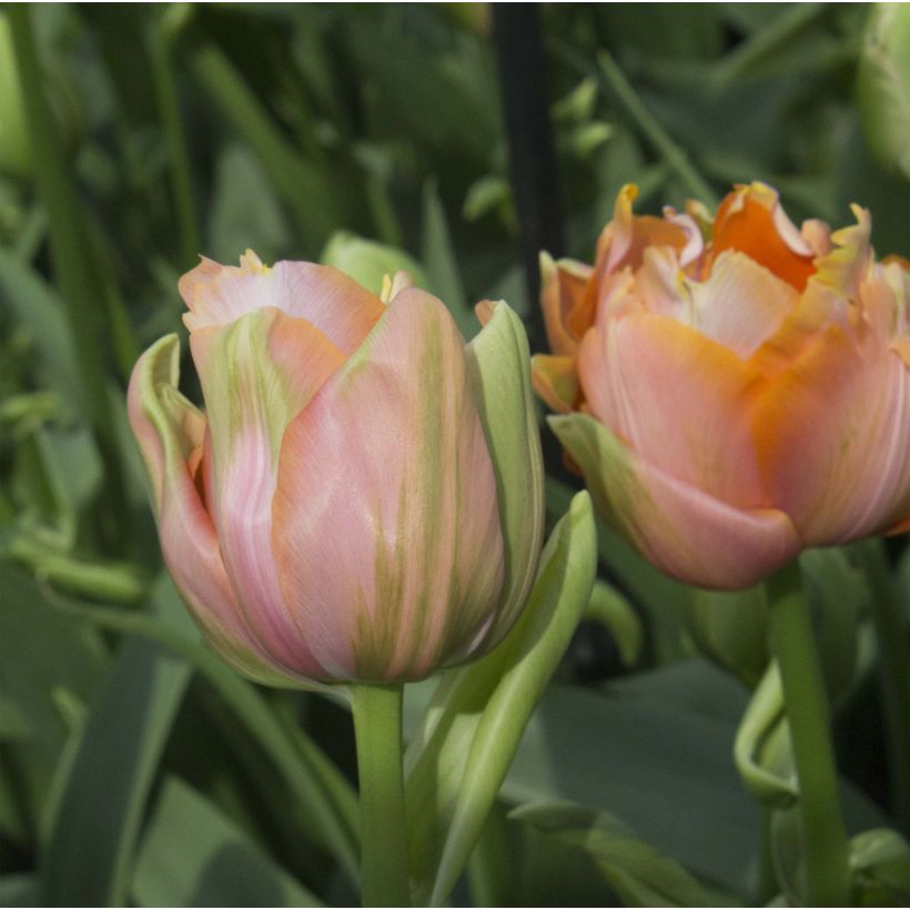 Tulipán doble de flor tardía Menton Unique (Floración)