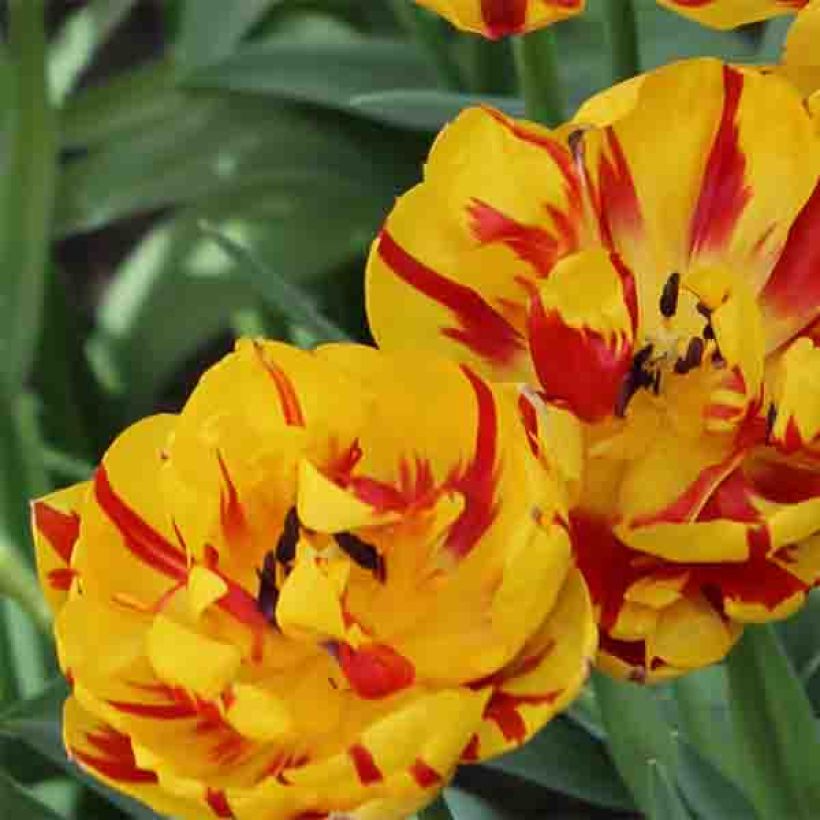 Tulipán doble de flor tardía Nizza (Floración)