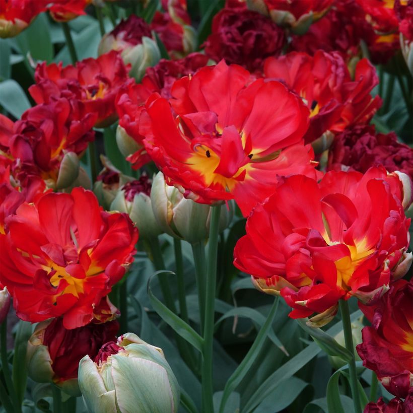 Tulipán doble de flor tardía Pop Up Red (Floración)