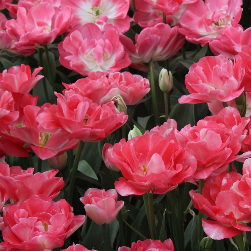Tulipán doble de flor tardía Princess Angélique (Floración)