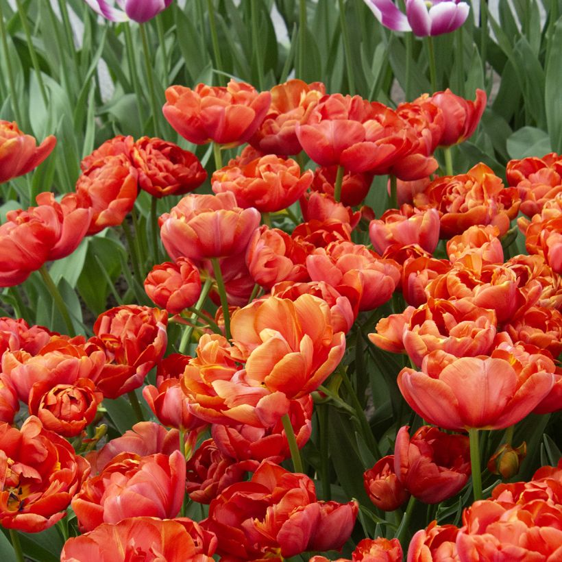 Tulipán doble de flor tardía Statement (Floración)