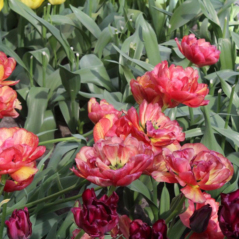 Tulipán doble de flor tardía Sundowner (Floración)