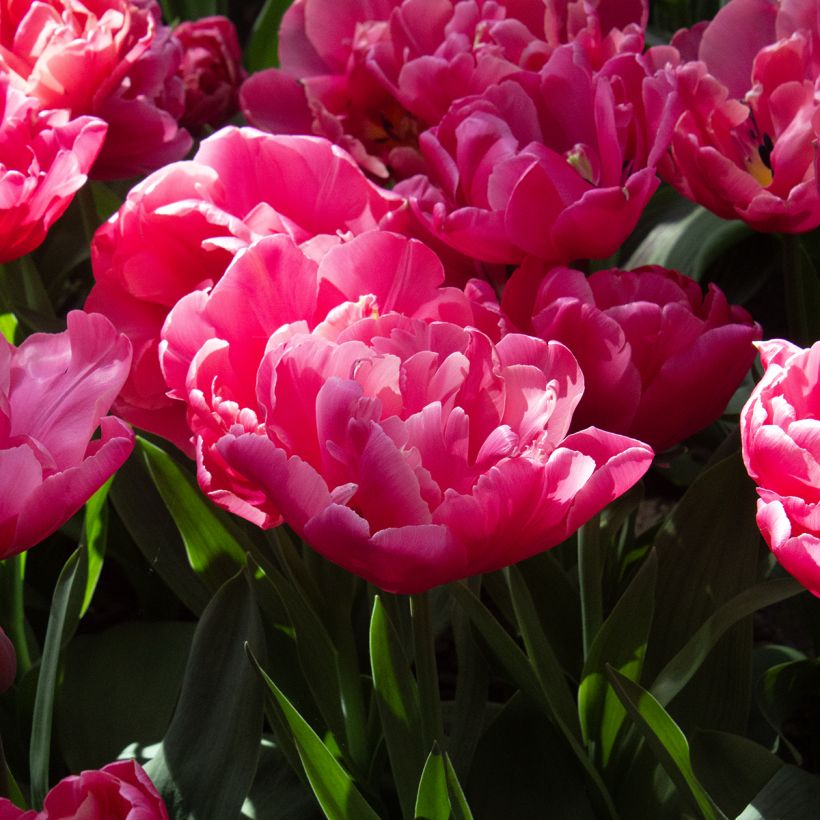 Tulipán doble de flor tardía Sunset Tropical (Floración)