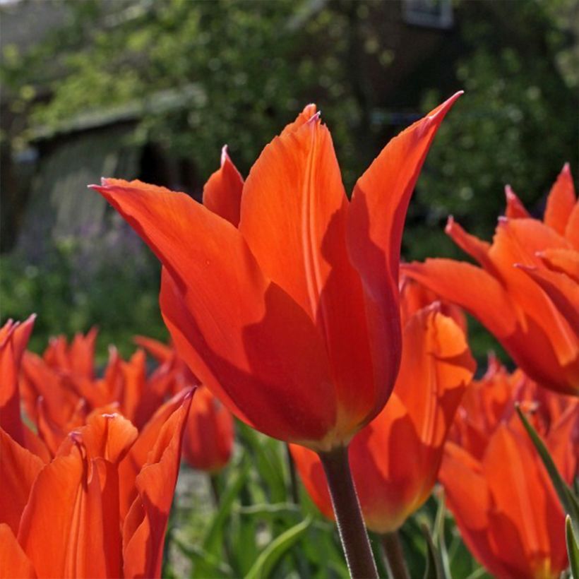 Tulipán flor de lis Dutch Dancer (Floración)