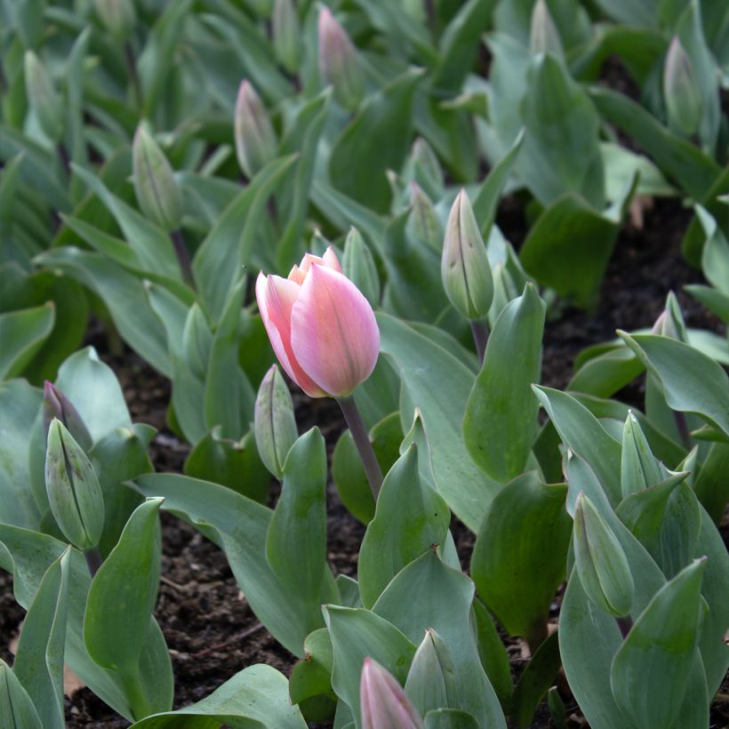 Tulipán Fosteriana Albert Heijn (Floración)