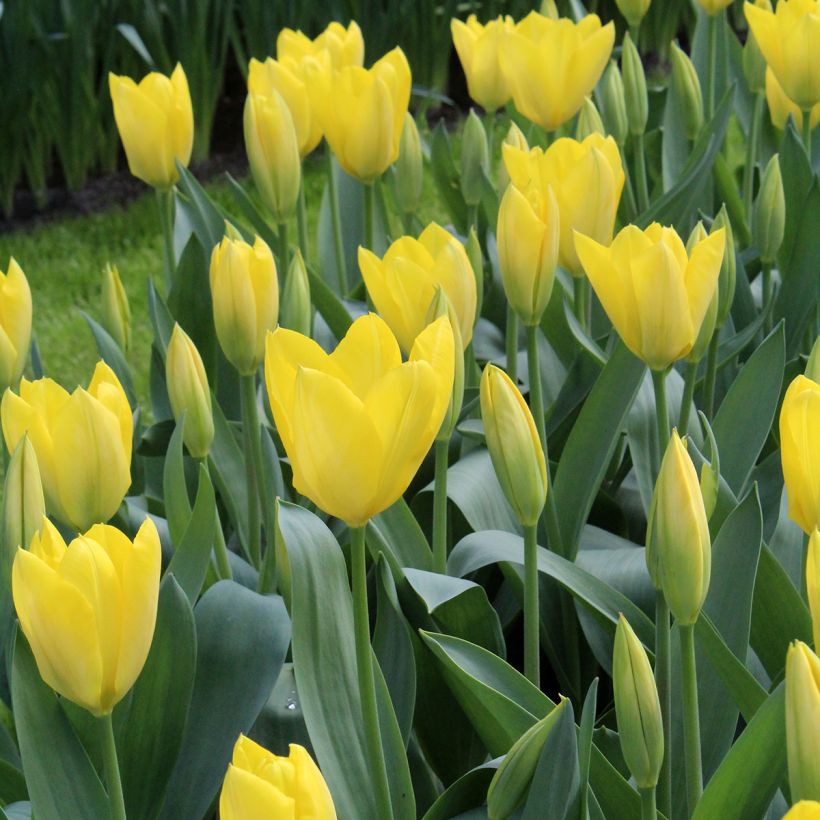Tulipán Fosteriana Sweetheart (Floración)