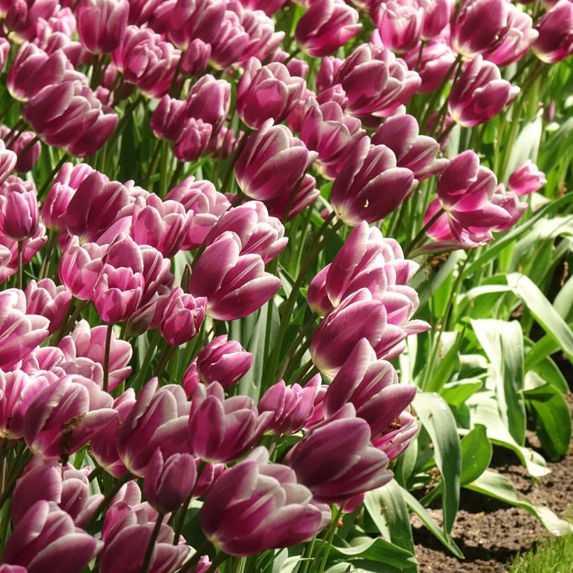 Tulipán multiflor Purple Elegance (Floración)