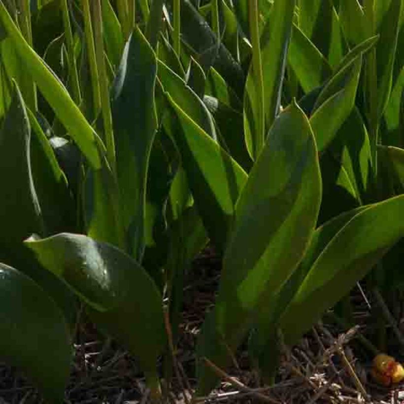 Tulipán simple de flor temprana Christmas Marvel (Follaje)