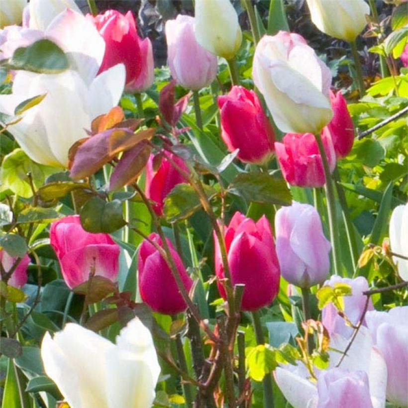 Tulipán simple de flor temprana Christmas Marvel (Floración)