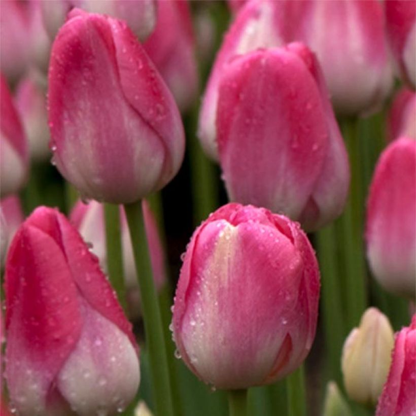 Tulipán simple de flor tardía Dreamland (Floración)