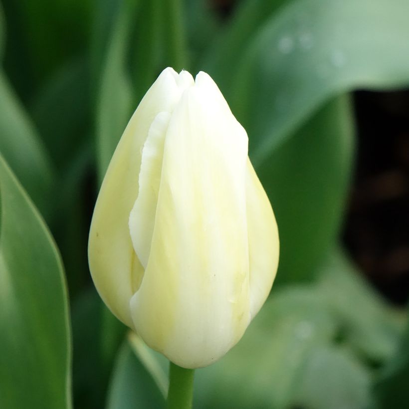 Tulipán simple de flor tardía Maureen (Floración)