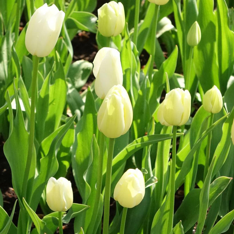 Tulipán simple de flor tardía Maureen (Porte)
