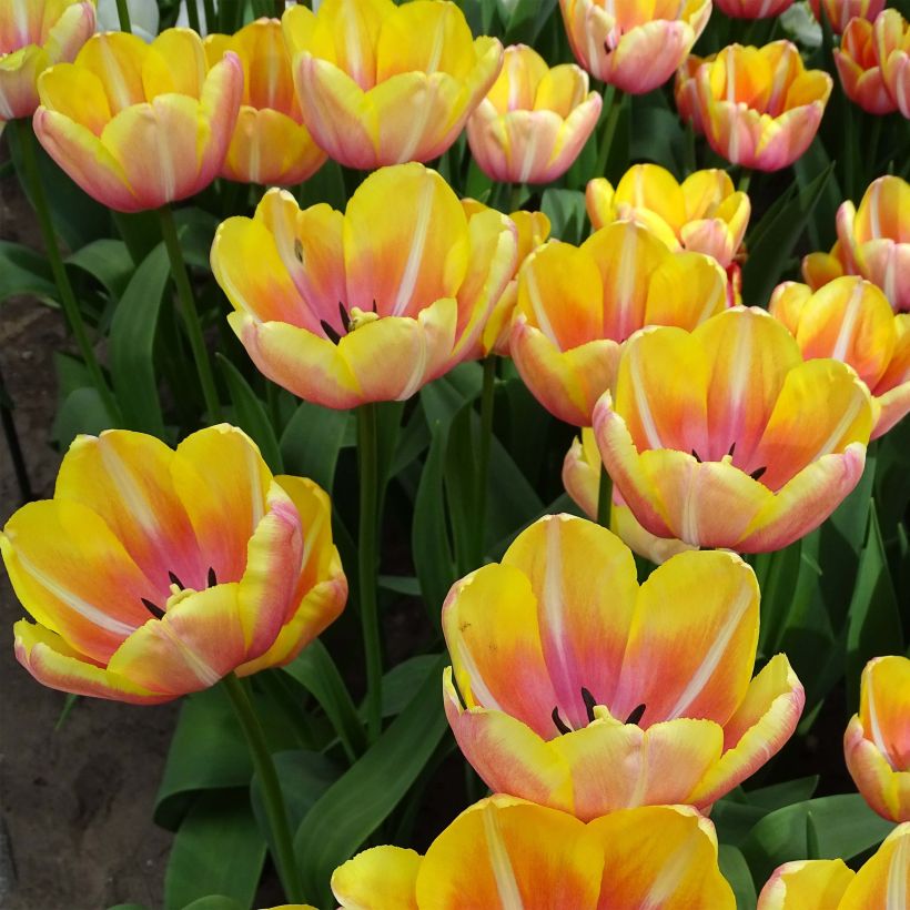 Tulipán simple de flor tardía Yellow Jumbo Beauty (Floración)